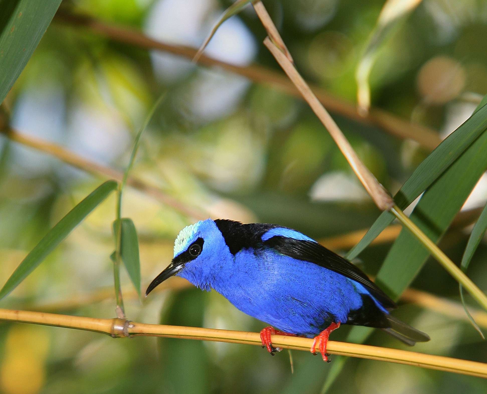 While in Panama, search for hundreds of bird species, including the red-legged honeycreeper. © Eric Rock/NHA
