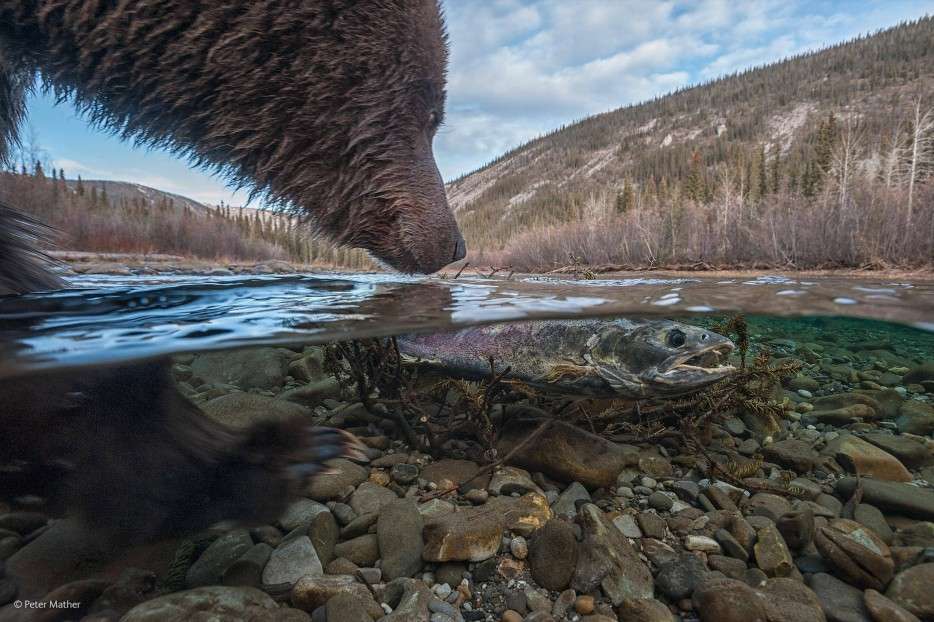 grizzly bears, dead salmon, Wildlife Photographer of the Year 2014, what's this, river