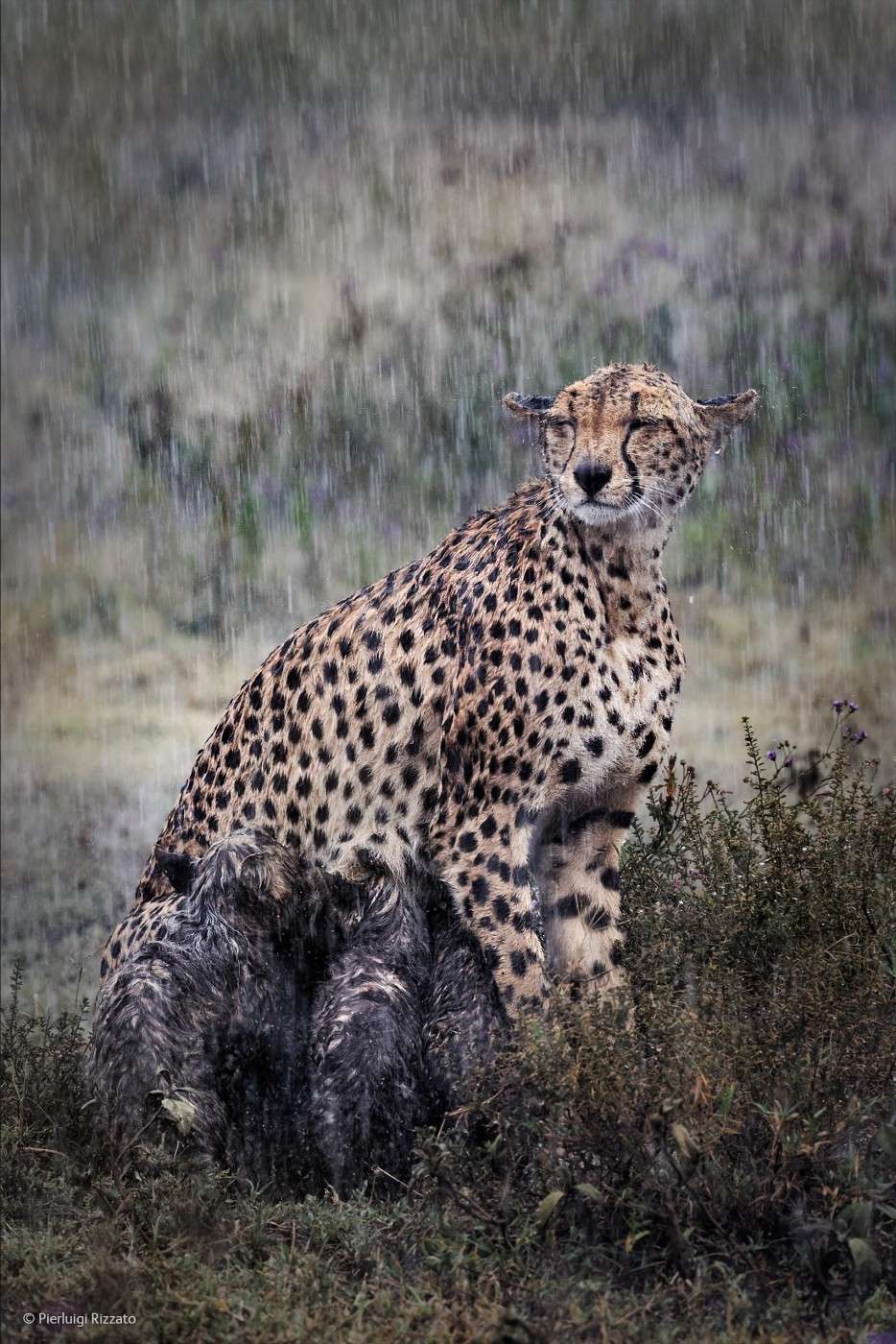 cheetah, Wildlife Photographer of the Year 2014, heavy rain, wet fur, scrubland Africa