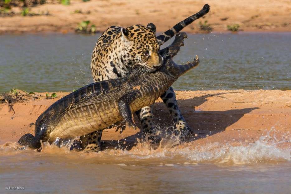 leopards, crocodiles, struggle for life, Wildlife Photographer of the Year 2014, circle of life, Africa