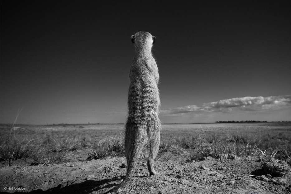 meerkats, Wildlife Photographer of the Year 2014, sentry duty, Africa, openness
