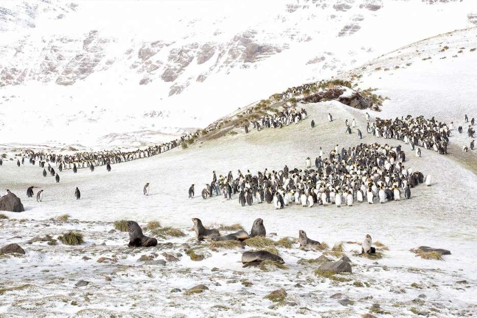 king penguins, fur seals, Wildlife Photographer of the Year 2014, Antarctica, white out, rocky landscape