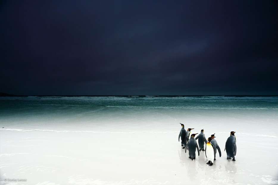 king penguins, Wildlife Photographer of the Year 2014, Antarctica, white sand beaches, foreboding, ocean