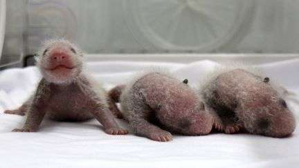 panda triplets, panda babies, pandas, baby animals, China, Chimelong safari park