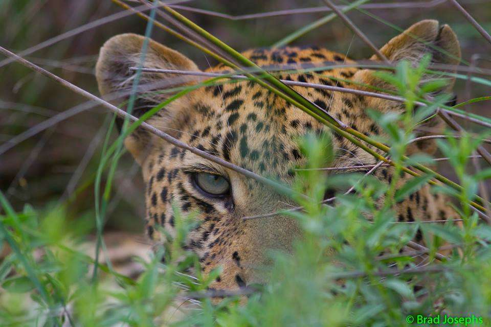 Green Season Leopard