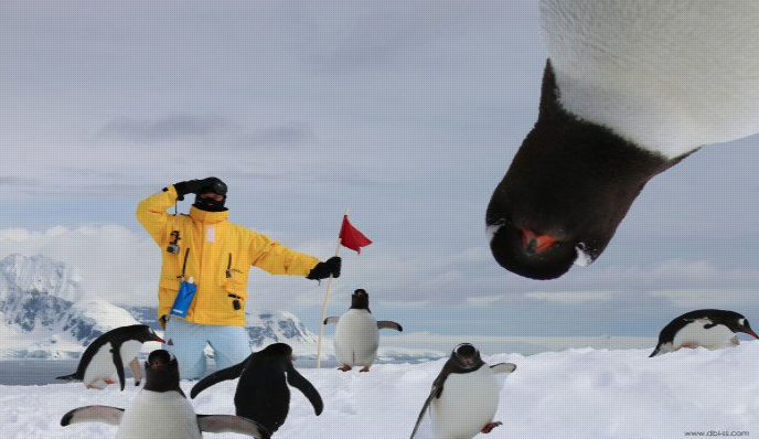 penguin upside down looking at camera in Antarctica, guest wearing a yellow coat holding a red flag surrounded by penguins