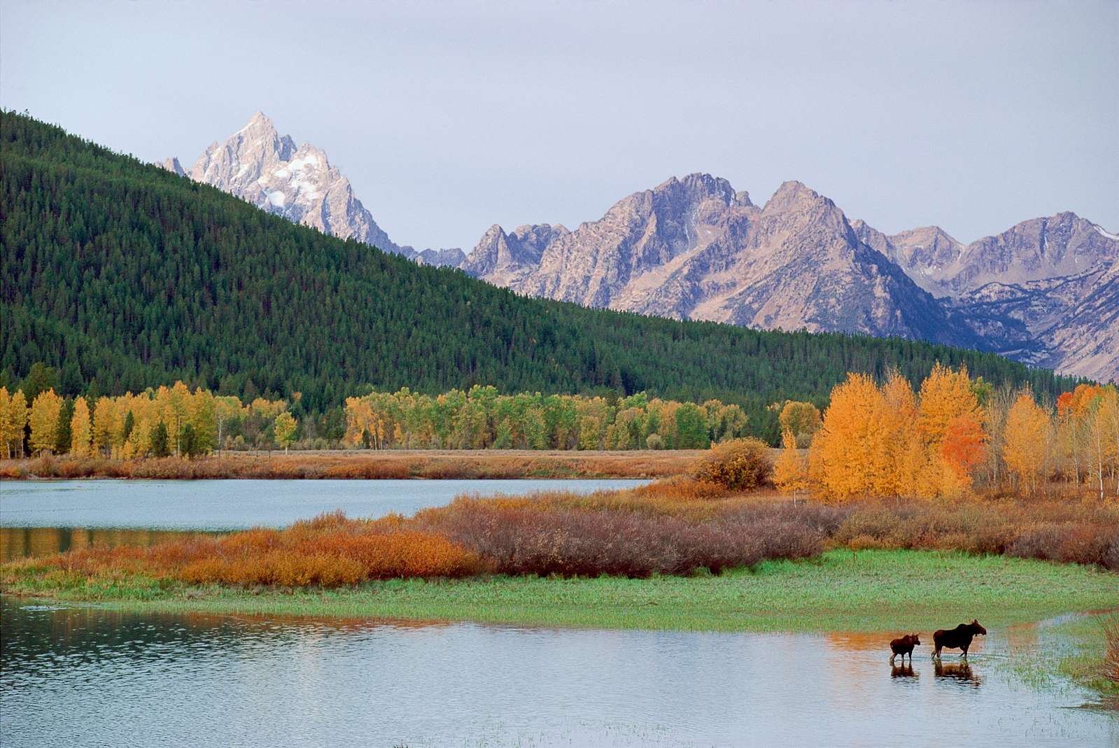 Moose cow and calf at Oxbow Bend of the Snake River, Grand Teton National Park, Wyoming, mountain range, National Parks, Grand Tetons, moose, baby moose, fall colors