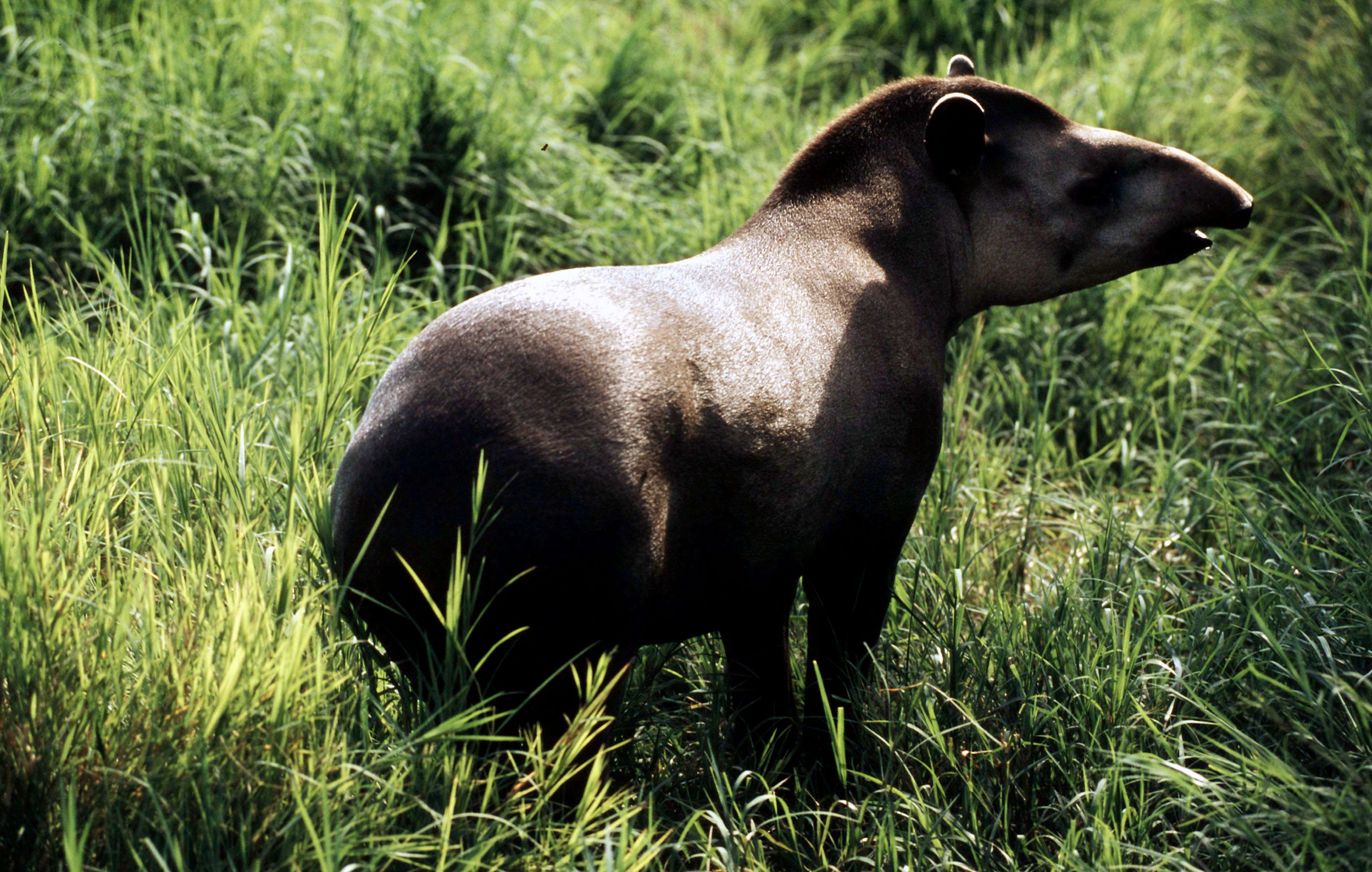 Brazilian tapir. Photo by Michel Gunther/WWF-Canon