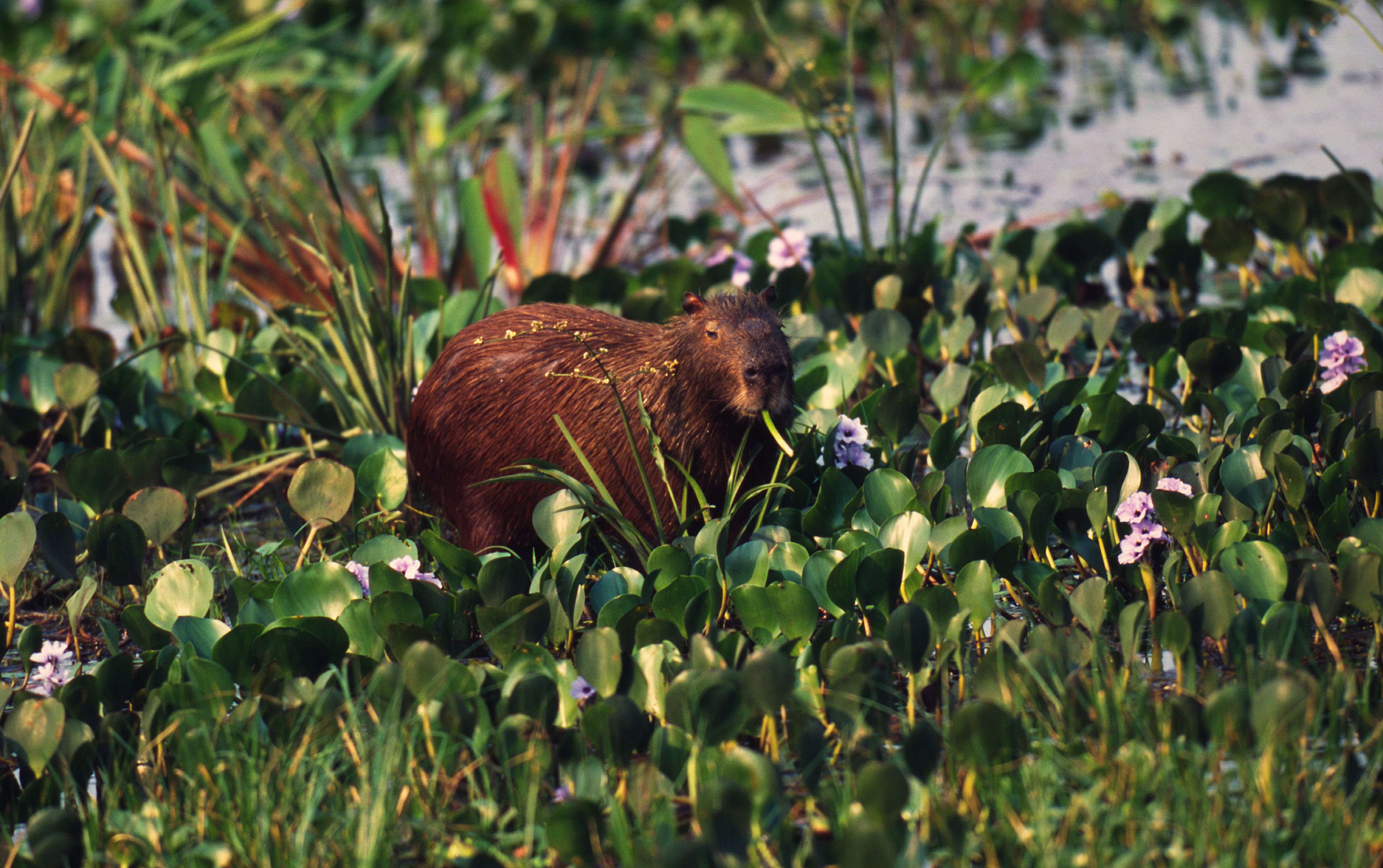 Capybara. Photo (c) Edward Parker/WWF-Canon