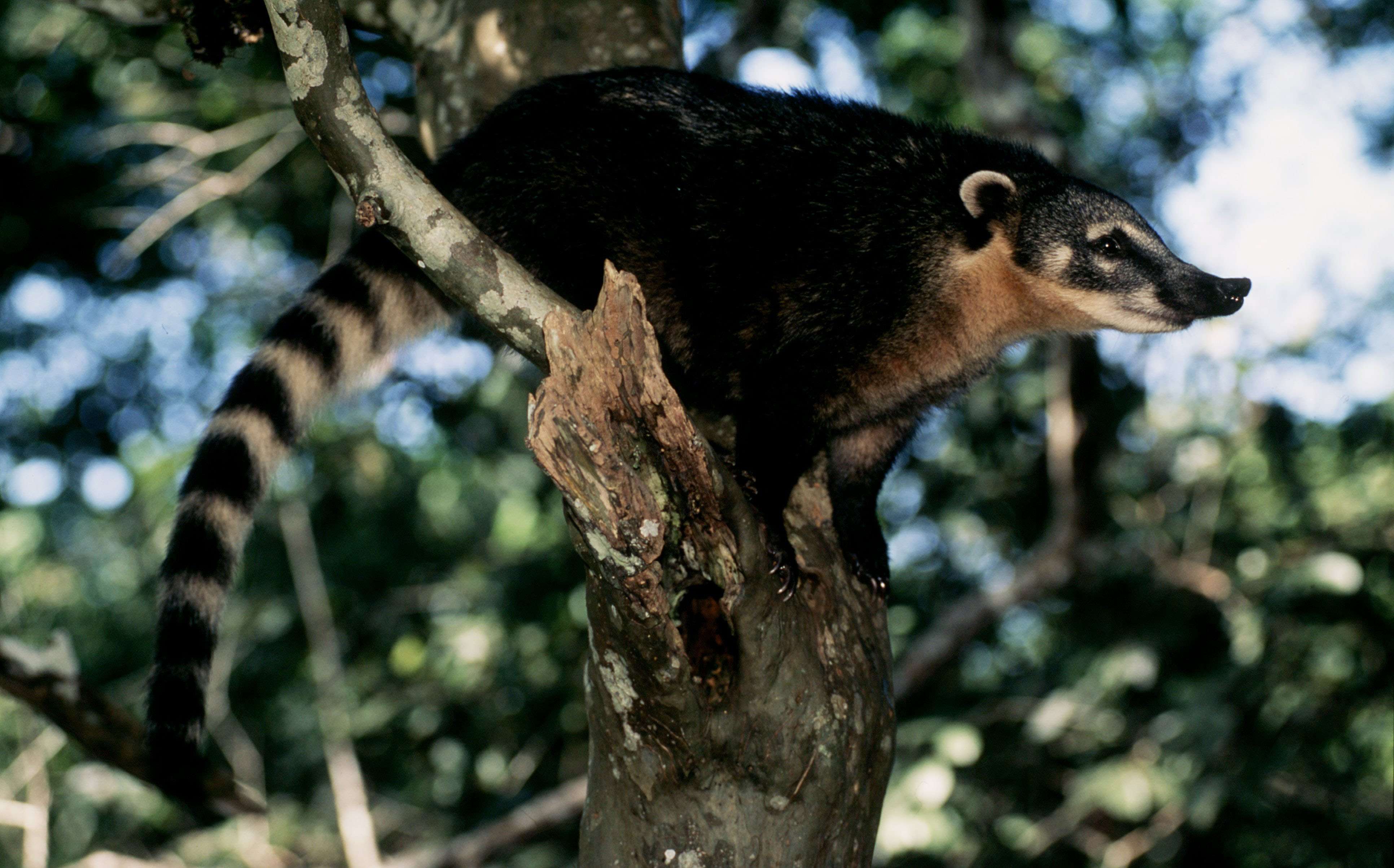 Coati. Photo (c) Michel Gunther/WWF-Canon
