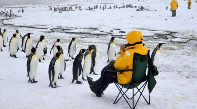 group of emperor penguins inquisitively approaches a trip guest photographing them in a collapsing camp chair
