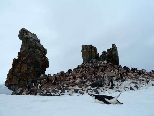a chinstrap penguin slides along the white snow as rocks twist towards the sky filled with more penguins