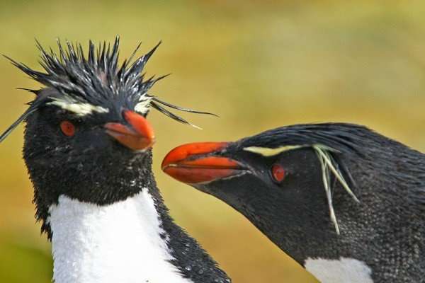 pair of rockhopper penguins have a stare off with their red eyes and bright orange beaks