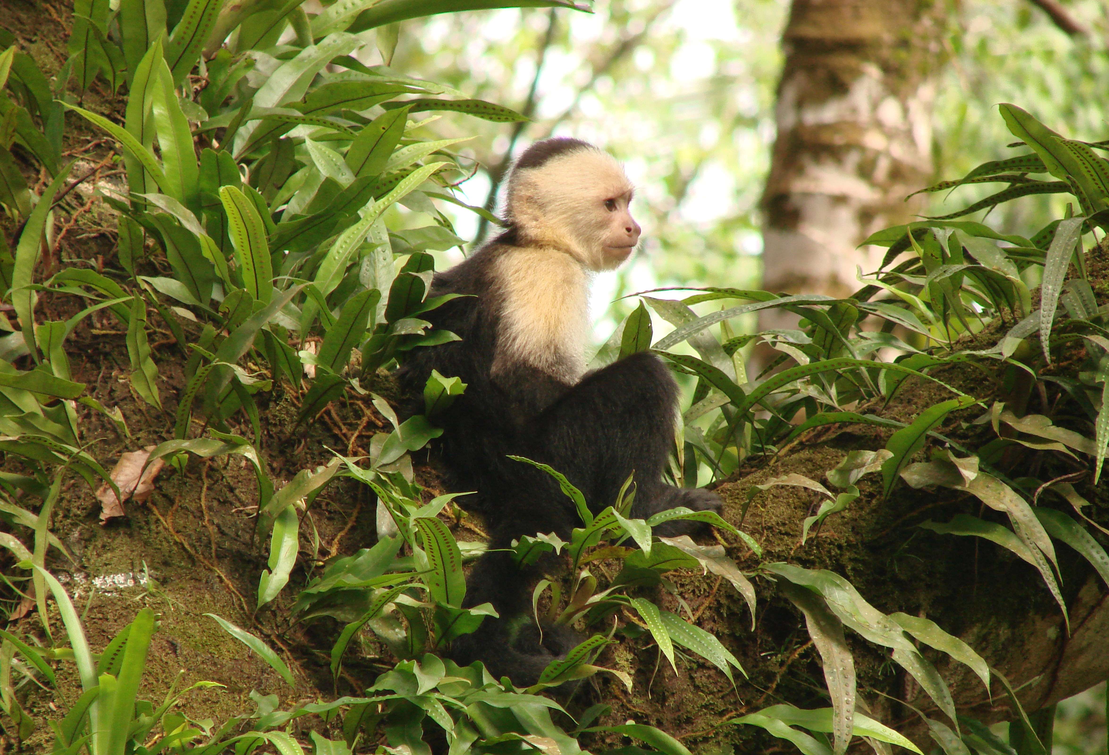 White-headed capuchin. Photo (c) Luis German Naranjo/WWF-Colombia