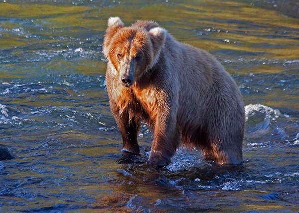 Grizzly bear in water