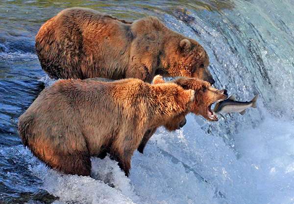 Grizzlies and salmon at Brooks Falls