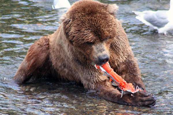 Grizzly bear tearing up a fish