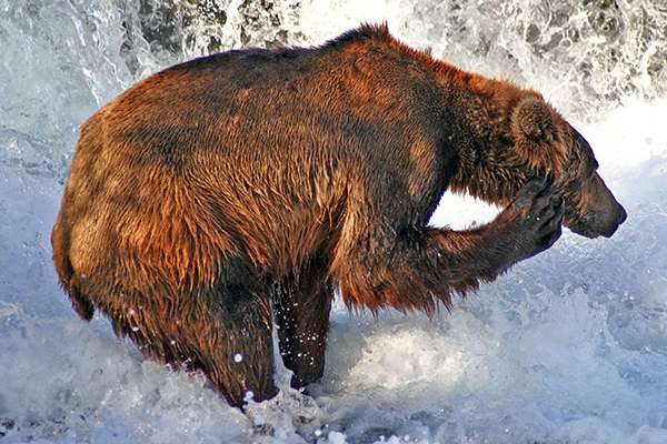 Grizzly bear scratching itself