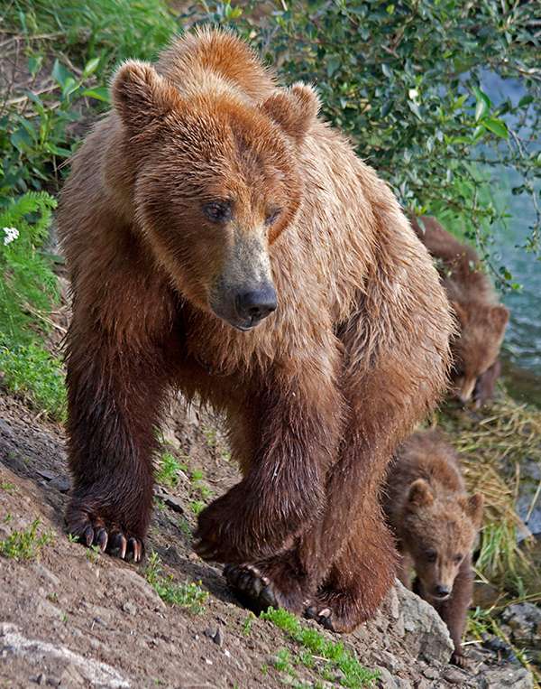 Grizzly bear mom with cubs