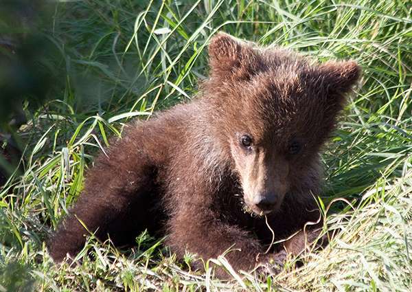 Grizzly bear cub in grass