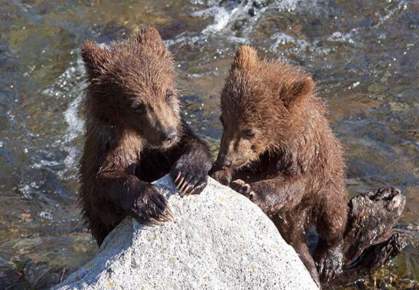 Grizzly cubs by rock