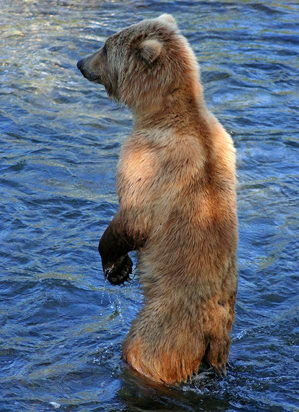Grizzly cub standing up