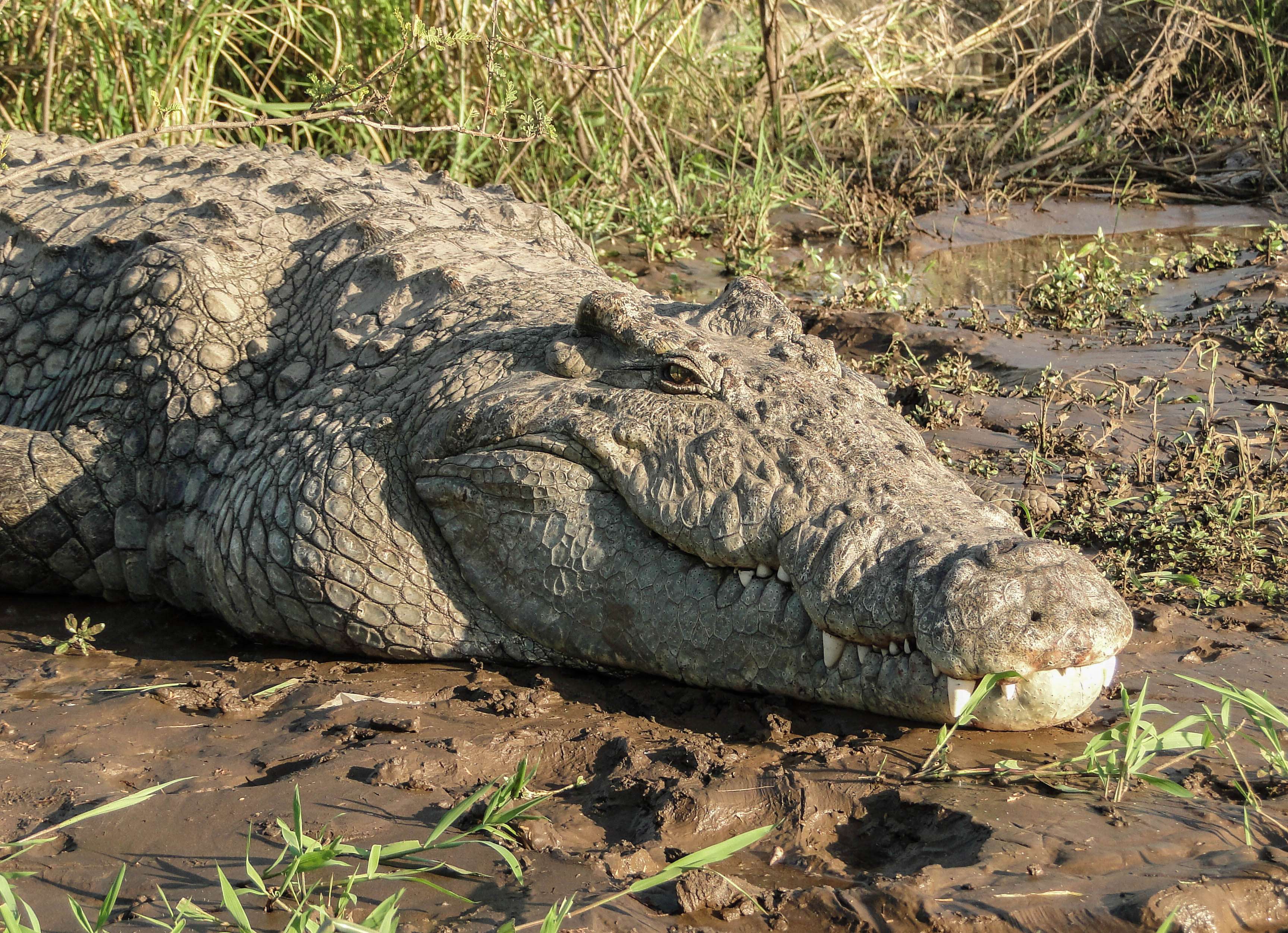 African crocodile in Lake Chamo, Ethiopia