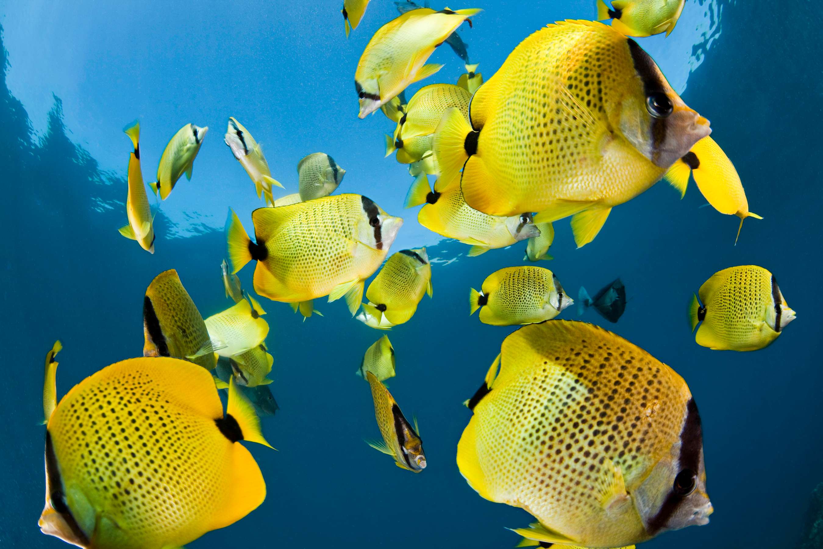 The lemon butterfly fish is one of the most common -- and prettiest -- fish species you're apt to see while snorkeling in Hawaii. © naturepl.com/David Fleetham/WWF-Canon