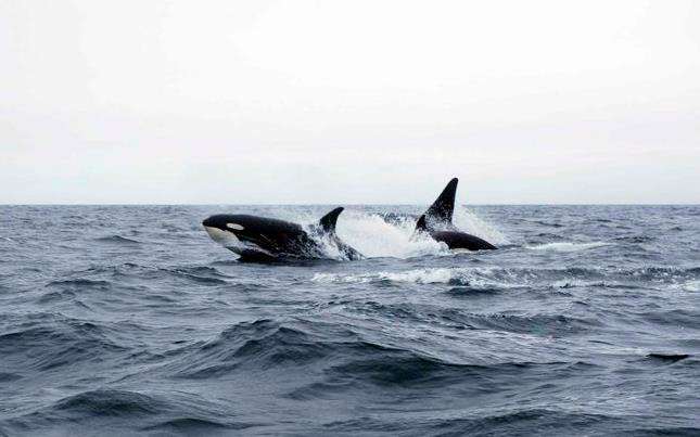 orcas churchill