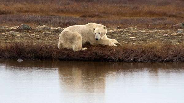 Polar bear reflection
