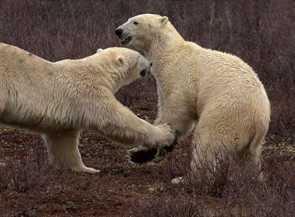 Polar bears generally lead solitary lives, with the exception of mothers raising cubs and breeding pairs. However, some adult and subadult males do form friendships which can last weeks or even years. They may travel, feed, and play-fight together. ©Candice Gaukel Andrews