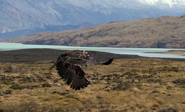 Flying bird in Patagonia