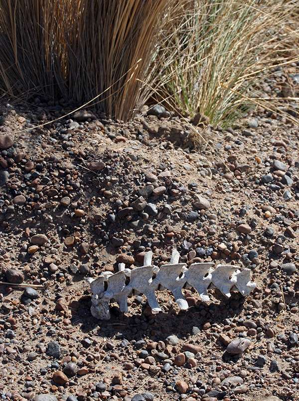 Bones are everywhere in Patagonia. They dry on the brown steppes and jut up from the desert’s gray floor.