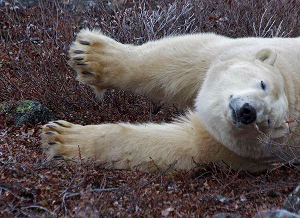 Polar bear stretch