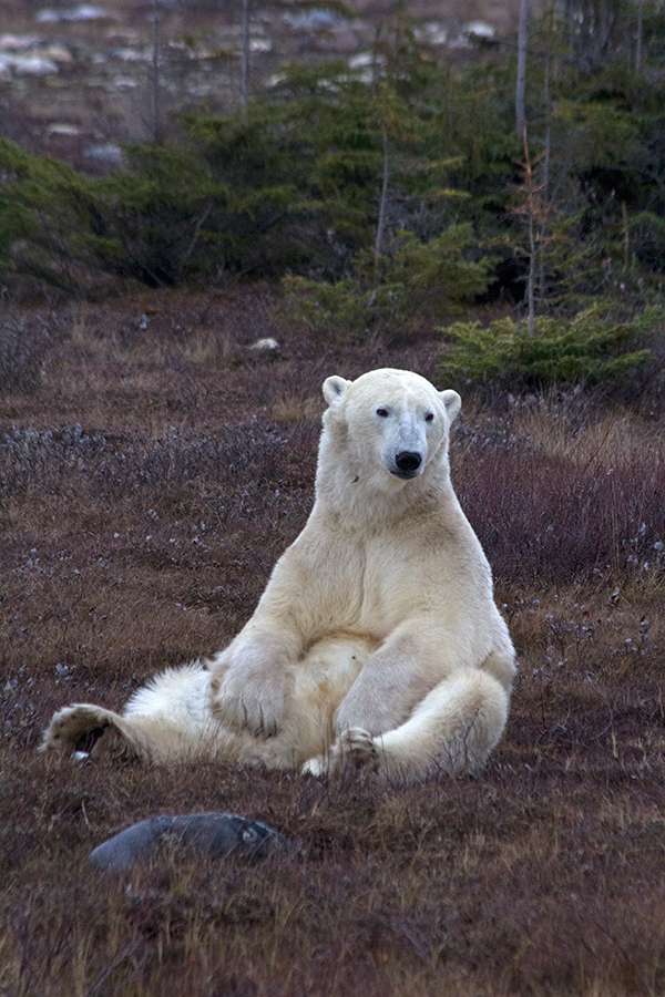 Polar bear sits