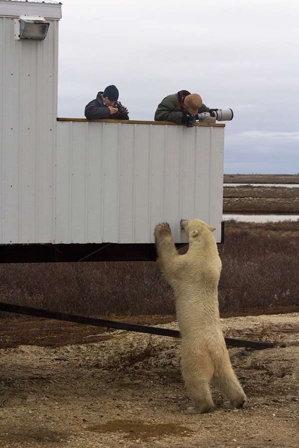 Polar bear at tundra vehicle