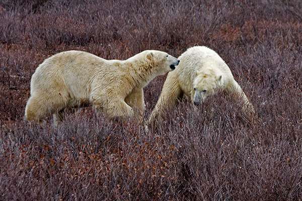 Two polar bears meeting
