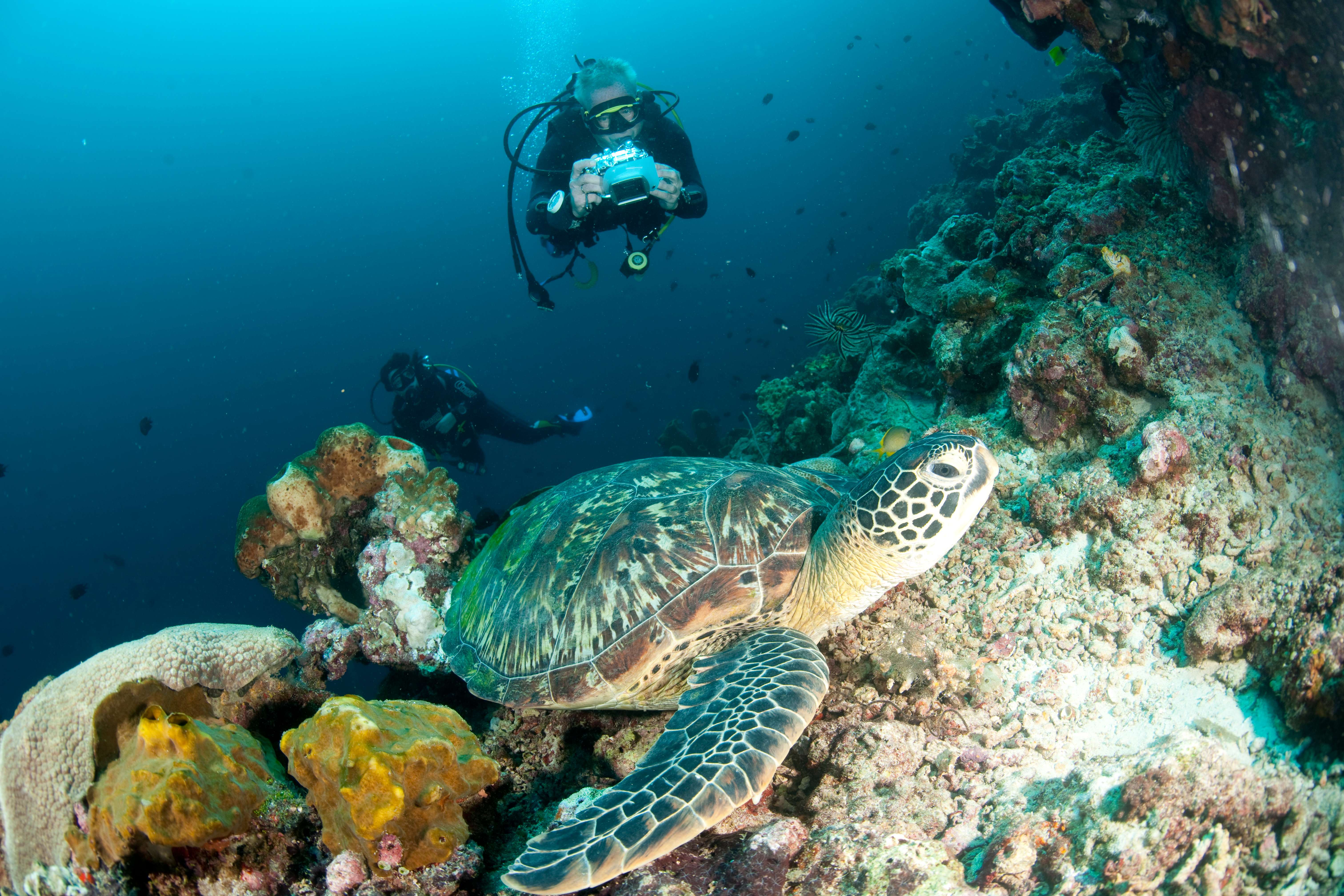 Conservation in places like Bunaken National Parker allows marine biodiversity to flourish. Photo by Jurgen Freund/WWF-Canon