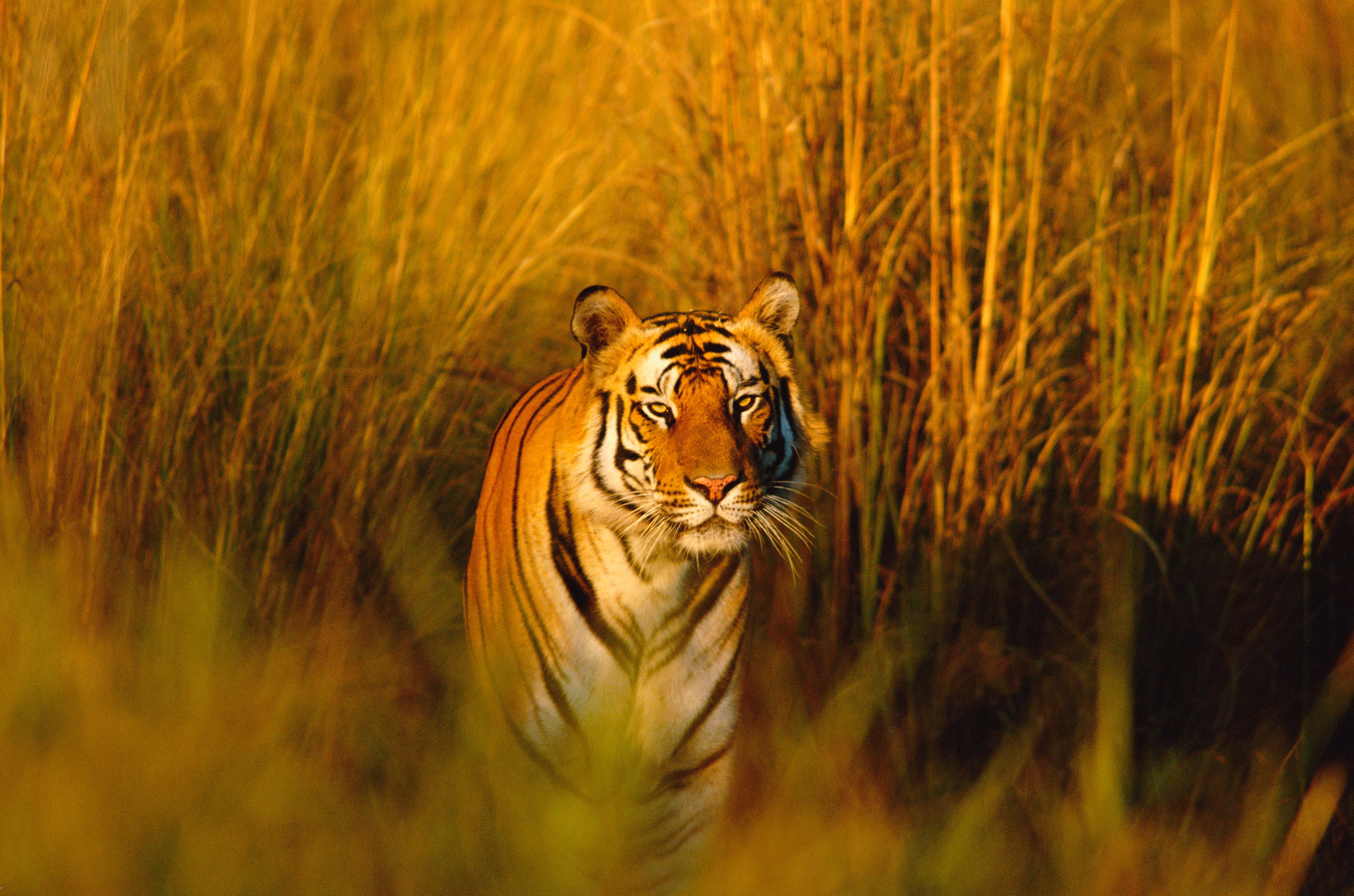 Our new itinerary seeks out the highest densities of bengal tigers. Photo by Francois Savigny/WWF-Canon.