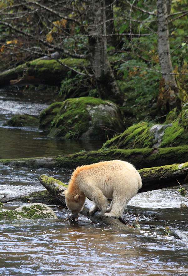 The spirit bear, also known as the kermode bear (Ursus americanus kermodei), is thought to be a race of black bear with a single recessive gene that causes a white coat. ©Candice Gaukel Andrews