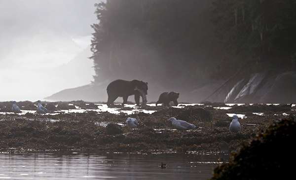 Due to a salmon-rich fall diet, the grizzly bears of coastal B.C. are big — some grow to be more than a thousand pounds. ©Candice Gaukel Andrews