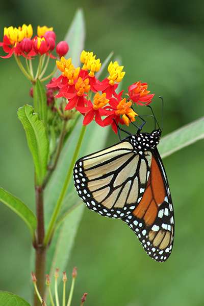 The annual monarch butterfly migration is epic, with travels from Mexico to Manitoba. ©John H. Gaukel