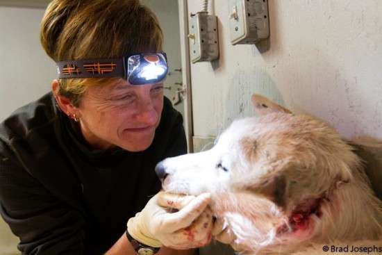 Dr. Suzanne "Sam" Johnson shares a tender moment with her patient before stitching up the dog's badly injured neck.