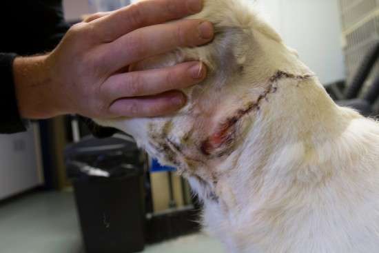 Dr. Sam's handiwork closed up the wound until Ursula could receive proper veterinary care in Winnipeg. Photo: Brad Josephs