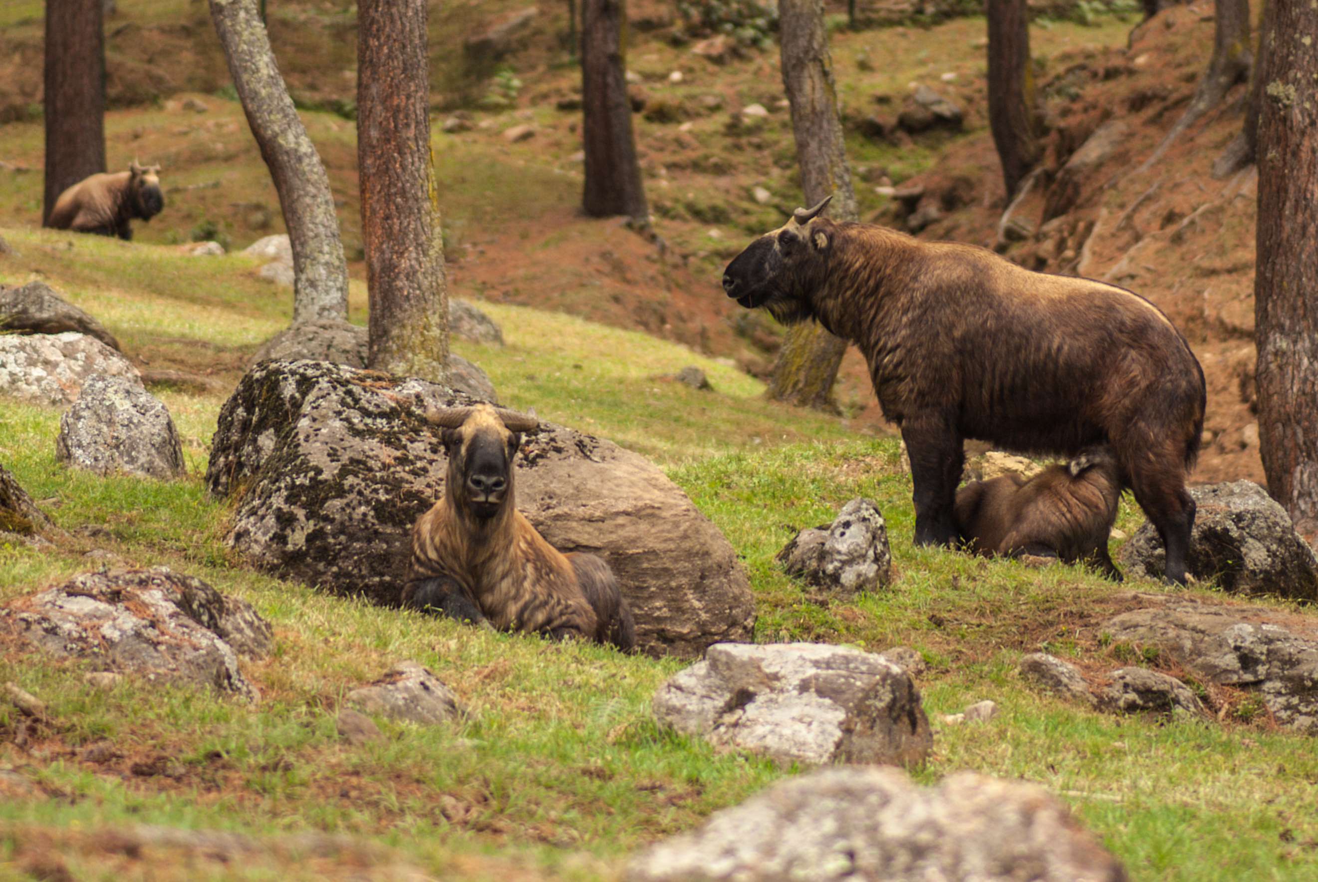 The takin (Budorcas taxicolor whitei), Bhutan’s national animal, is most closely related to the Arctic musk ox. © Rachel Kramer
