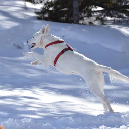 Gypsy is thriving in her new Colorado home. Photo: Corbin Hawkins