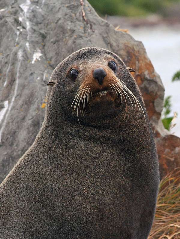 Polynesians and Europeans hunted the New Zealand fur seal for centuries and nearly to extinction by the 19th century. They are now protected by New Zealand’s Marine Mammals Protection Act. ©Candice Gaukel Andrews
