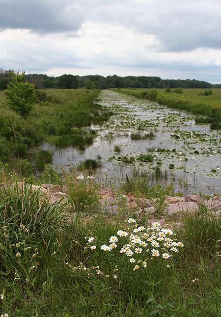 Wisconsin wetland vertical