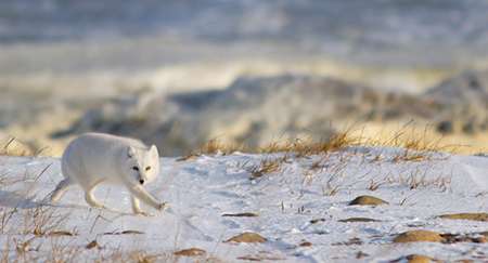 Arctic fox walking