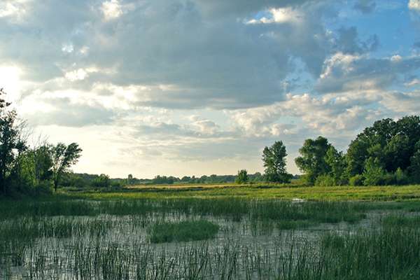 Wisconsin wetland